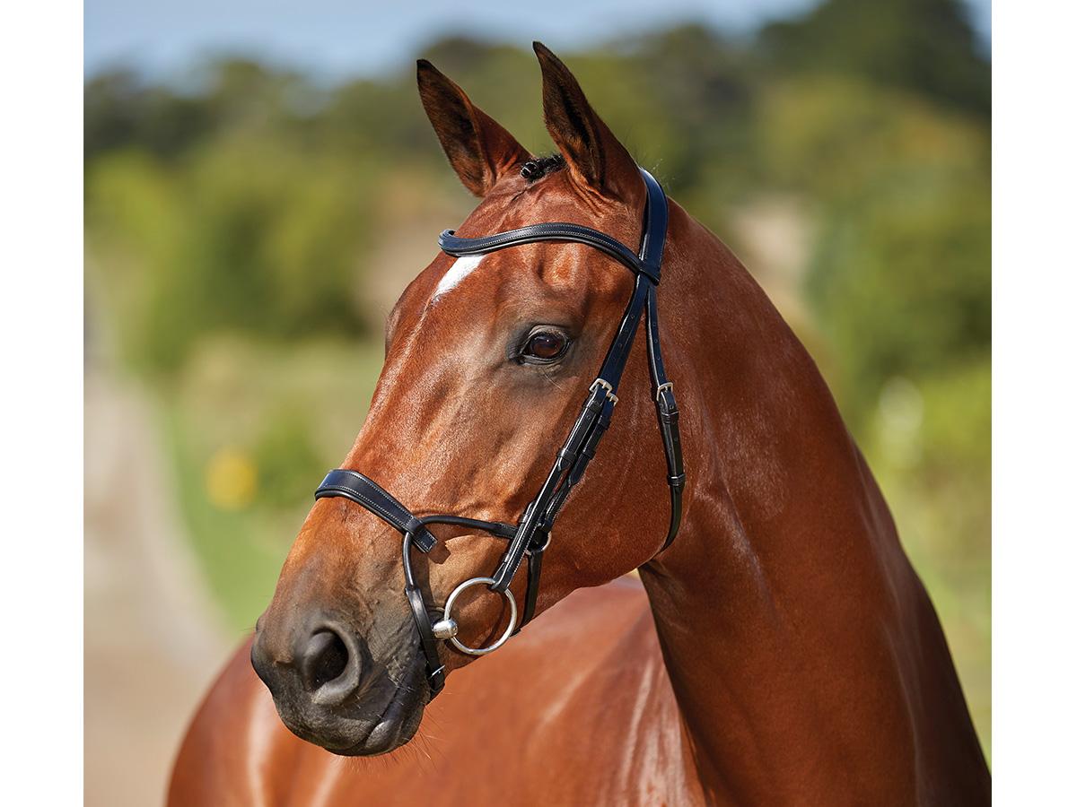 Collegiate ComFiTec Training Bridle | Collegiate Saddles